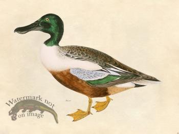 Shoveler Duck - Tribute Bd 41
